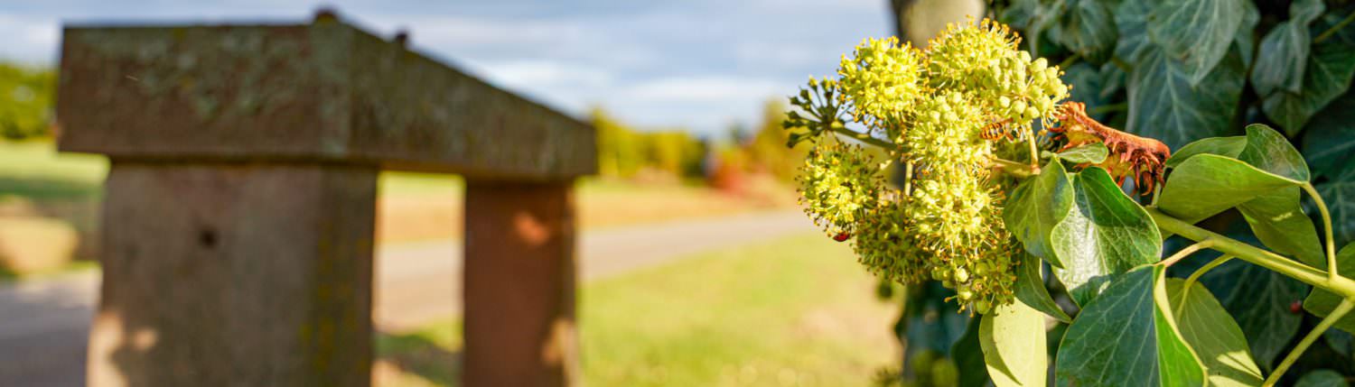 D'Alsace et d'ailleurs