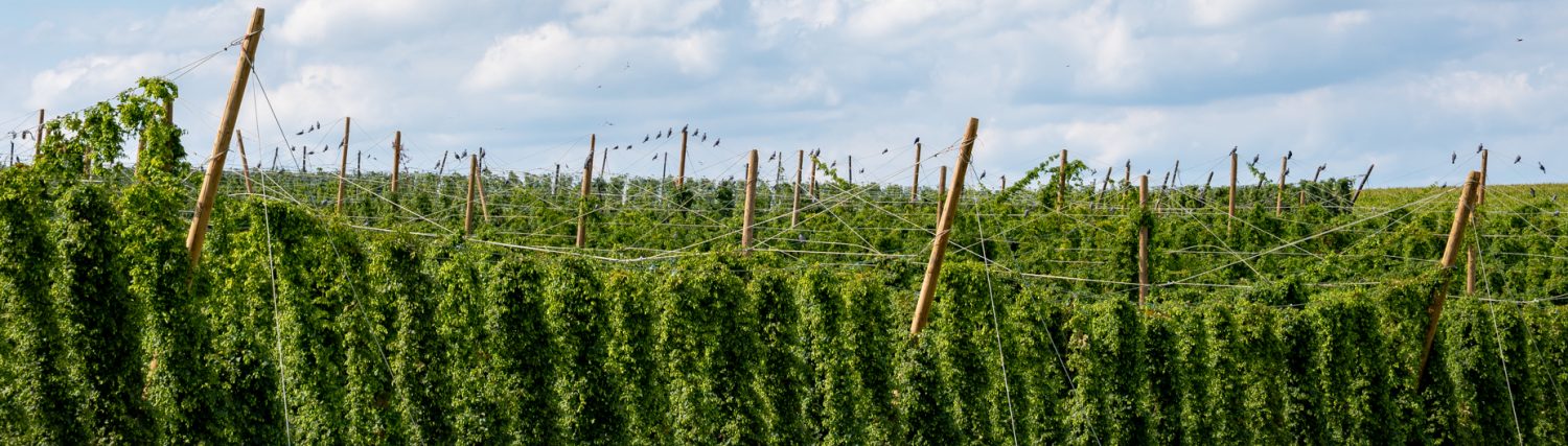 D'Alsace et d'ailleurs